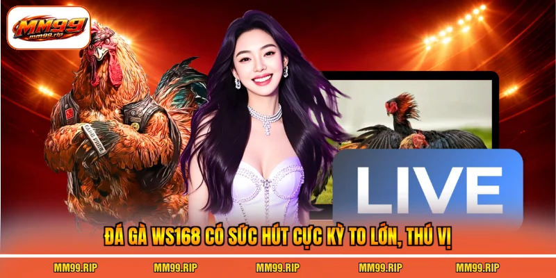 Đá gà WS168 có sức hút cực kỳ to lớn, thú vị
