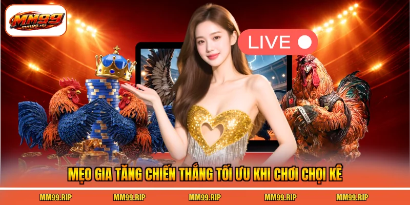 Mẹo gia tăng chiến thắng tối ưu khi chơi chọi kê